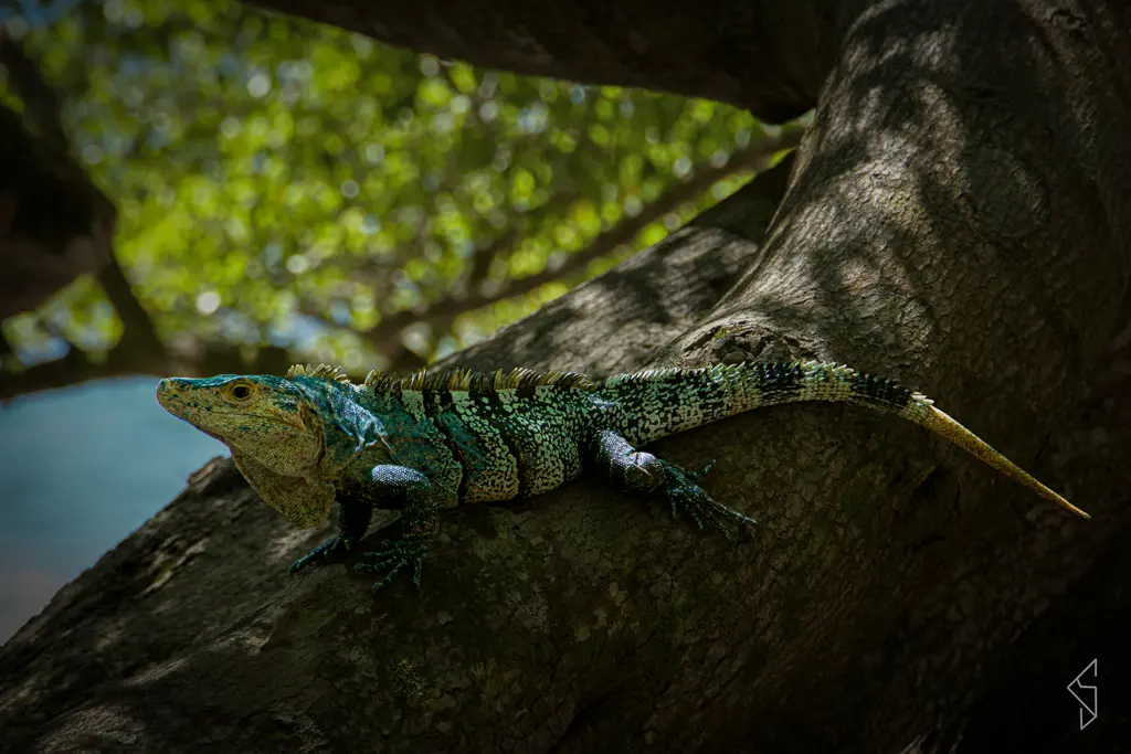 Costa_rica_14