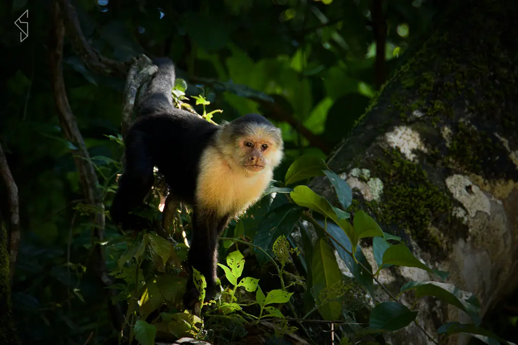 Costa_rica_17