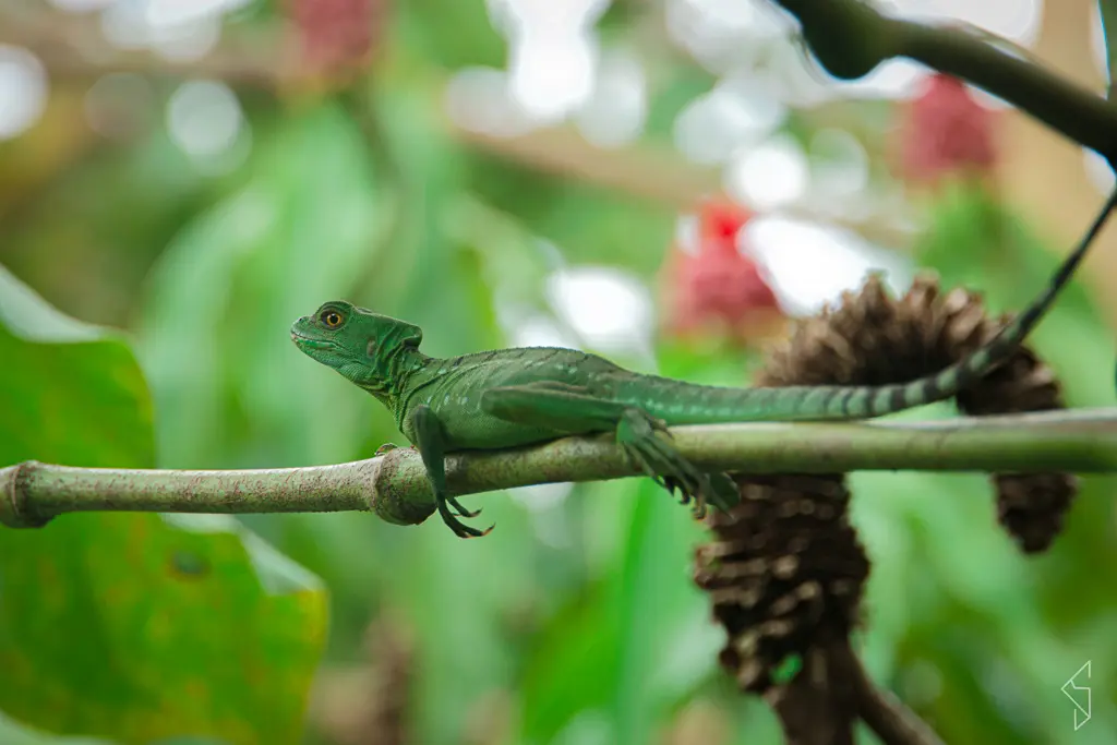 Costa_rica_21