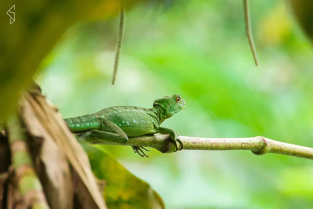 Costa_rica_30