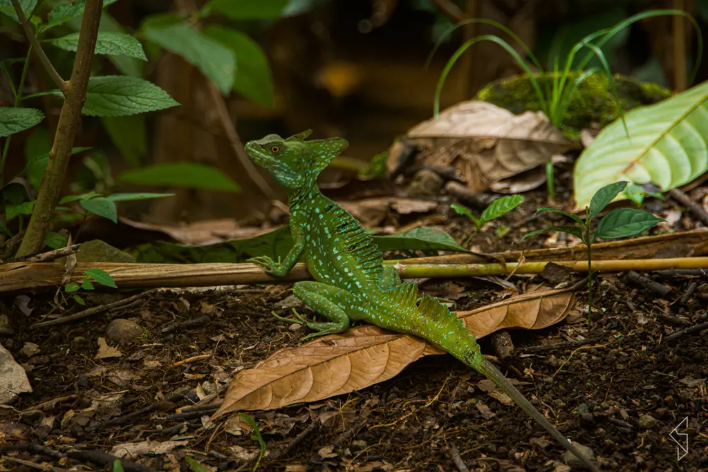 Costa_rica_31