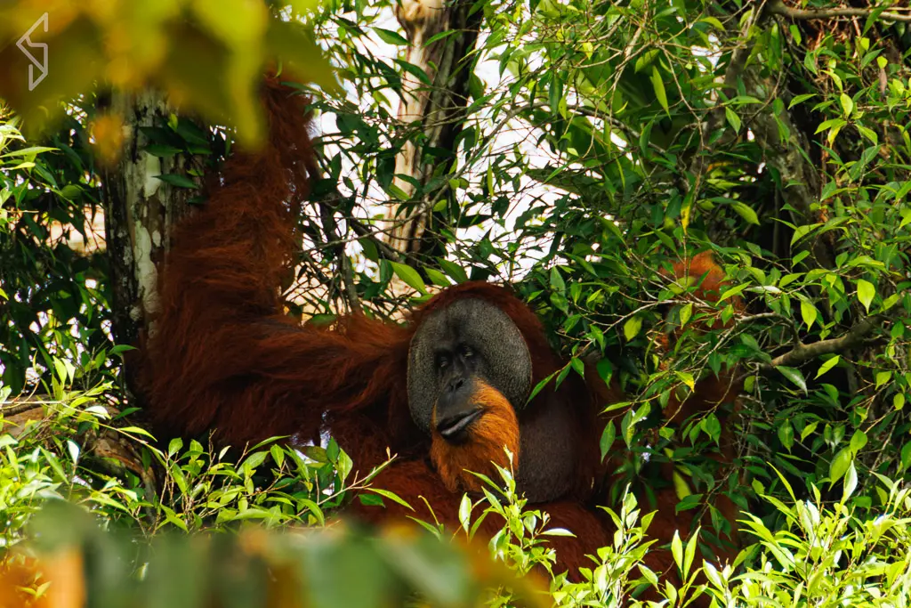 sumatra-20