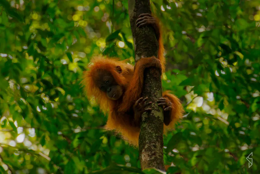 sumatra-22