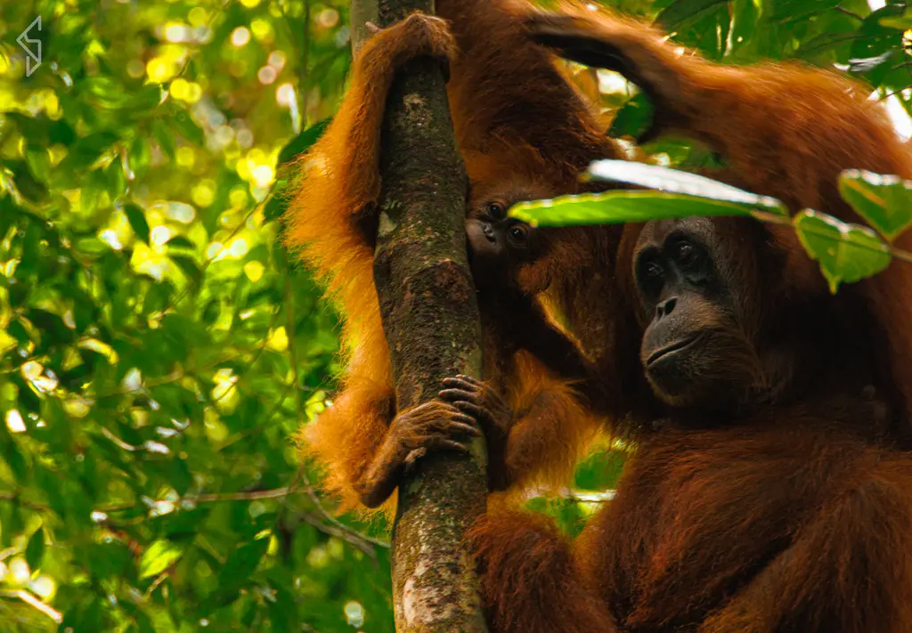 sumatra-23