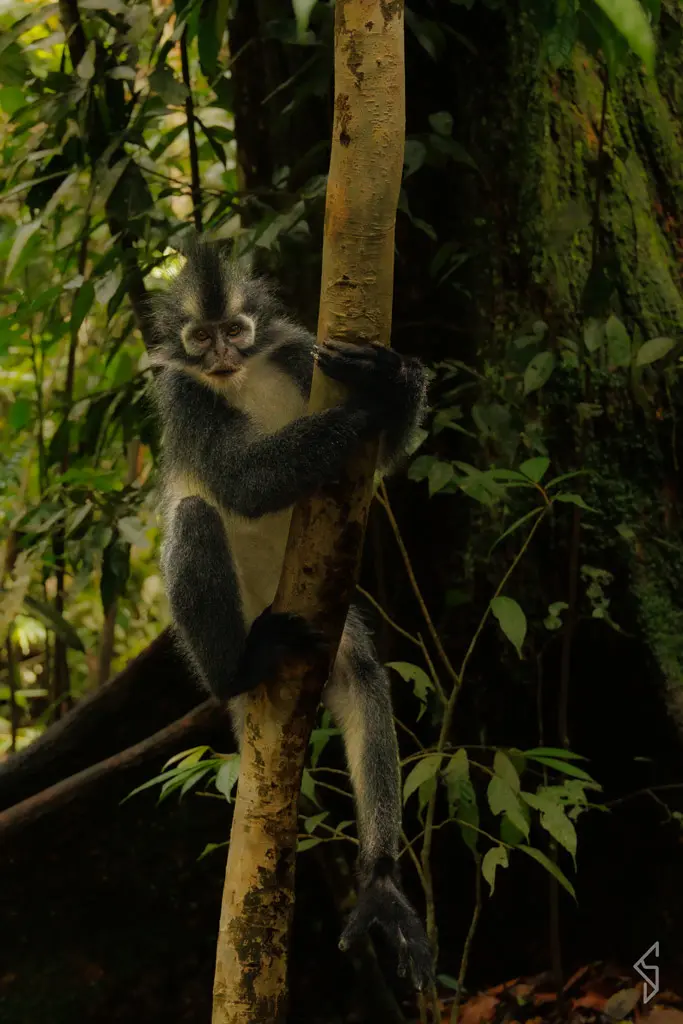sumatra-24 (1)
