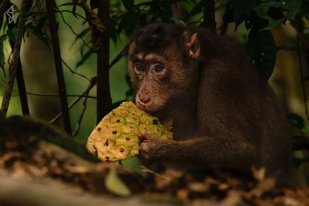 sumatra-26 (1)