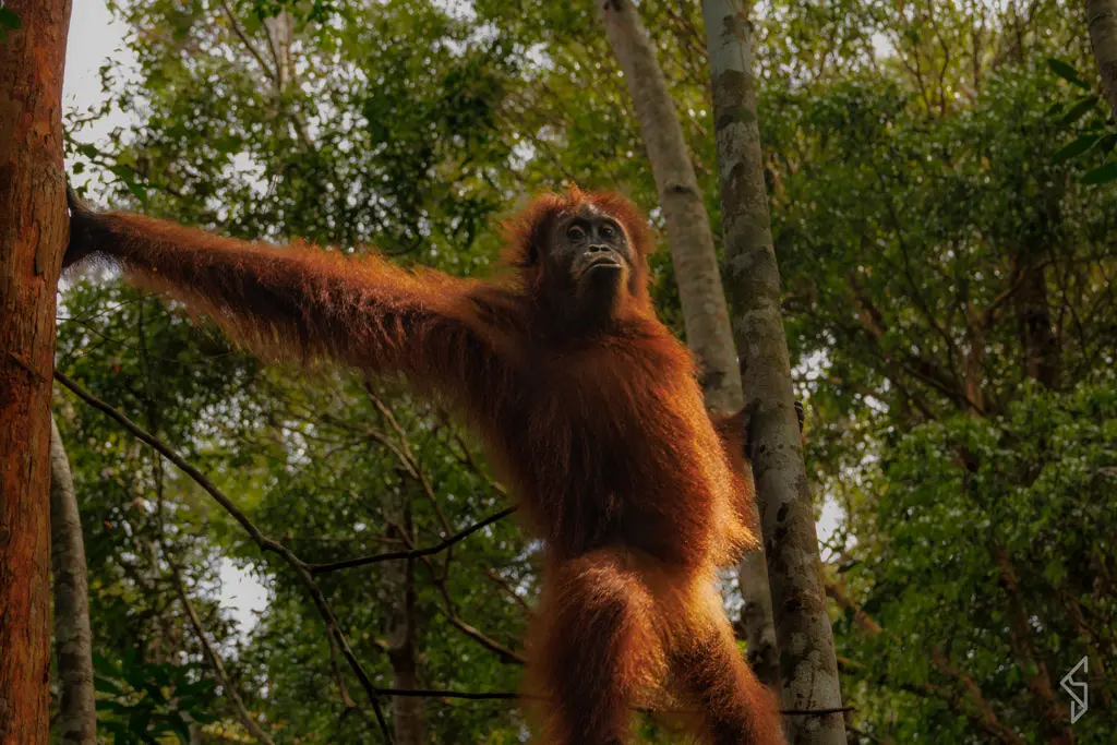sumatra-28 (1)