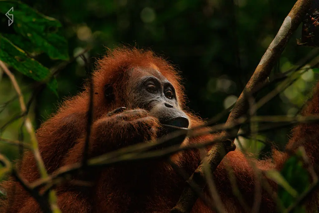 sumatra-29 (1)